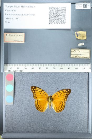 Media type: image;   Entomology 159039